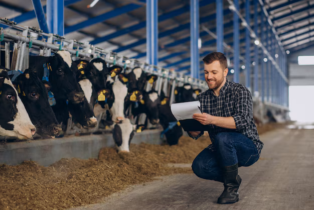 farmer cowshed looking after cows 1303 30855